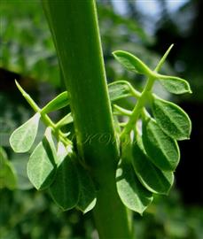  Stipules